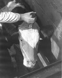 Captive Bolt Stunners Humane Stunning of Cattle.